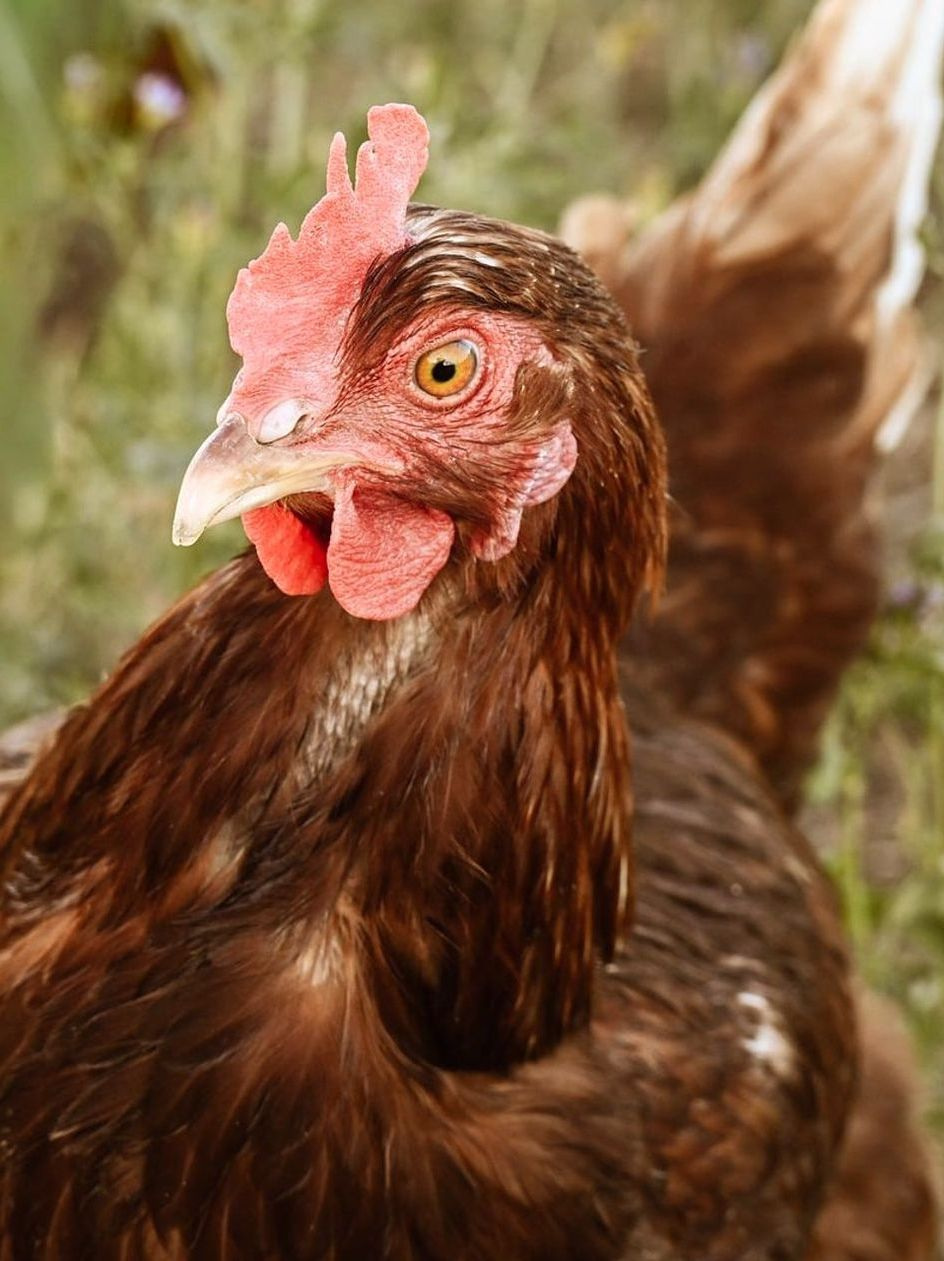 Svježa hrana za jato