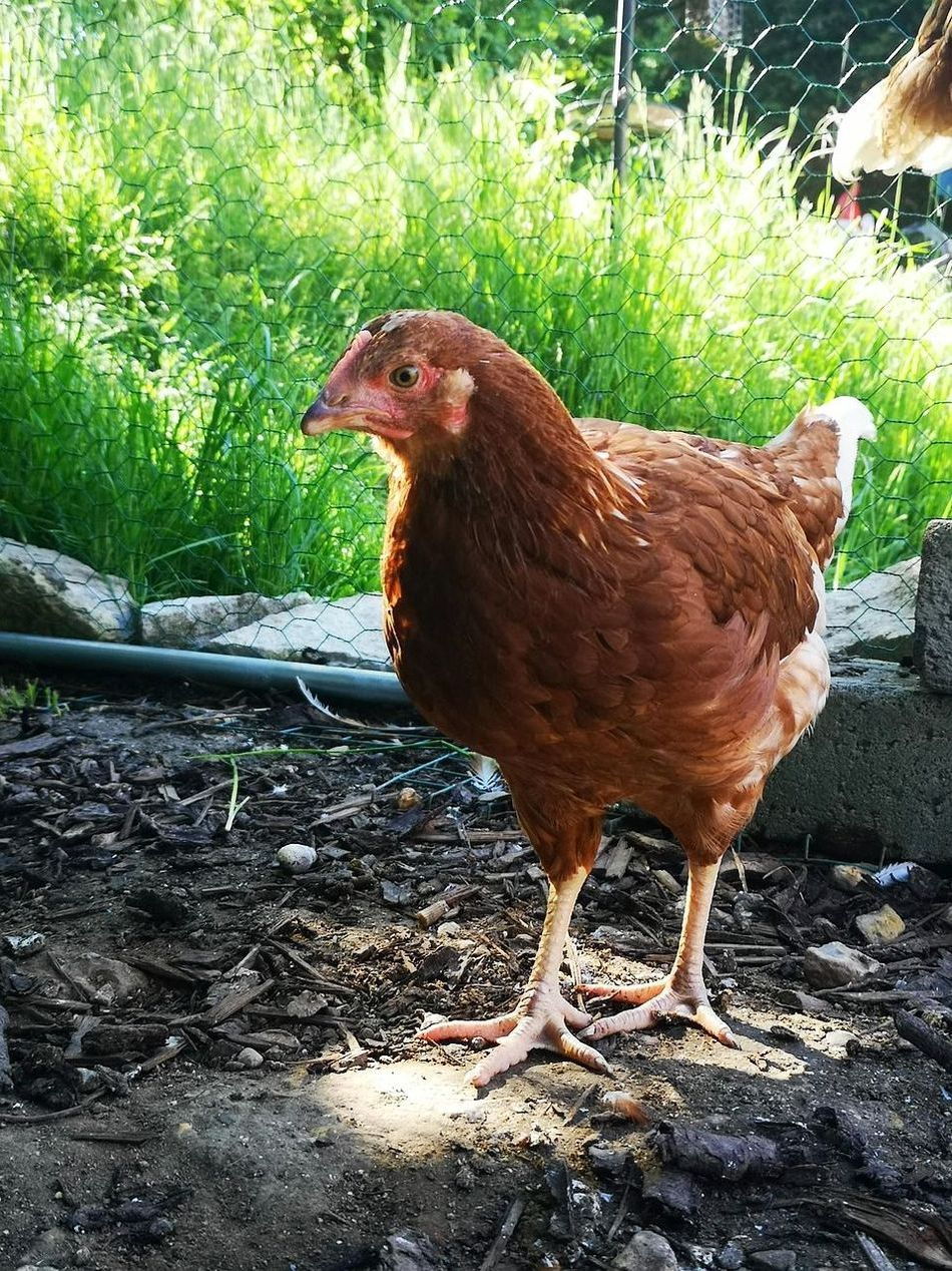 Hranidbeni stalci i pojilice